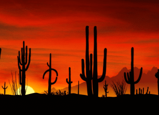 Desert Gardens RV Park – Florence, AZ Desert Gardens RV Park | RVBuddy.com