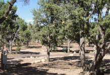 Arizona High Country Campground – Clay Springs, AZ Arizona Highcountry Campground - Clay, AZ | RVBuddy.com